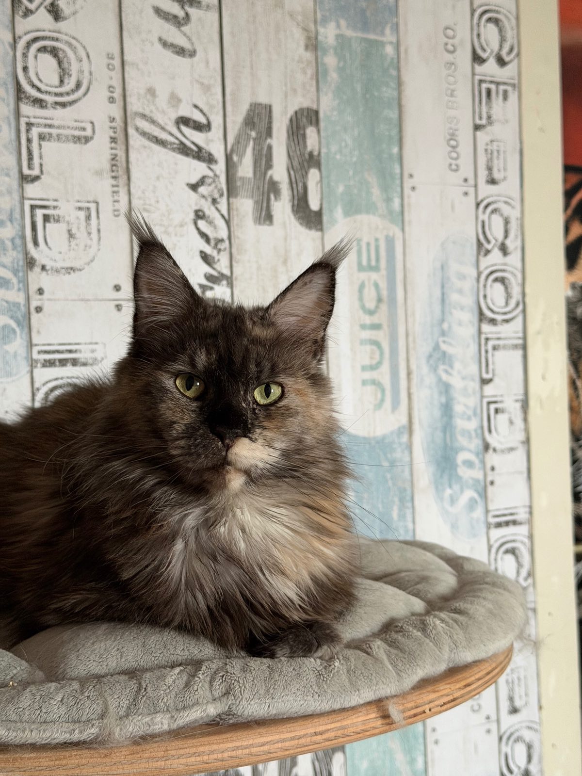 Fly – Maine Coon, Black Tortie