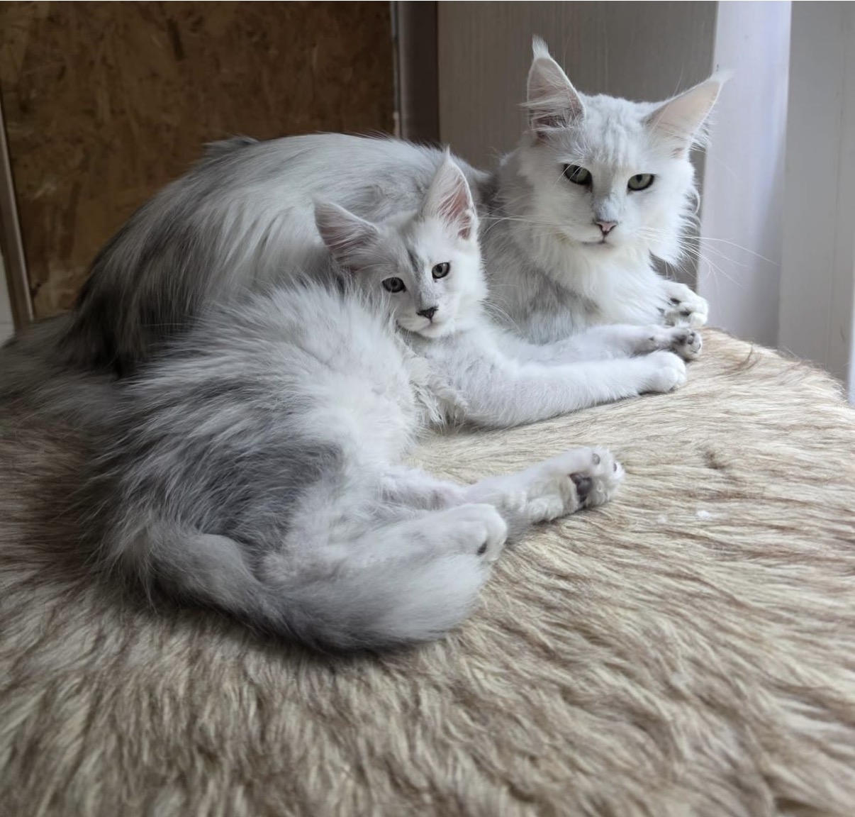 Käthe Of Flaming Moon – Maine Coon, Black Silver shaded