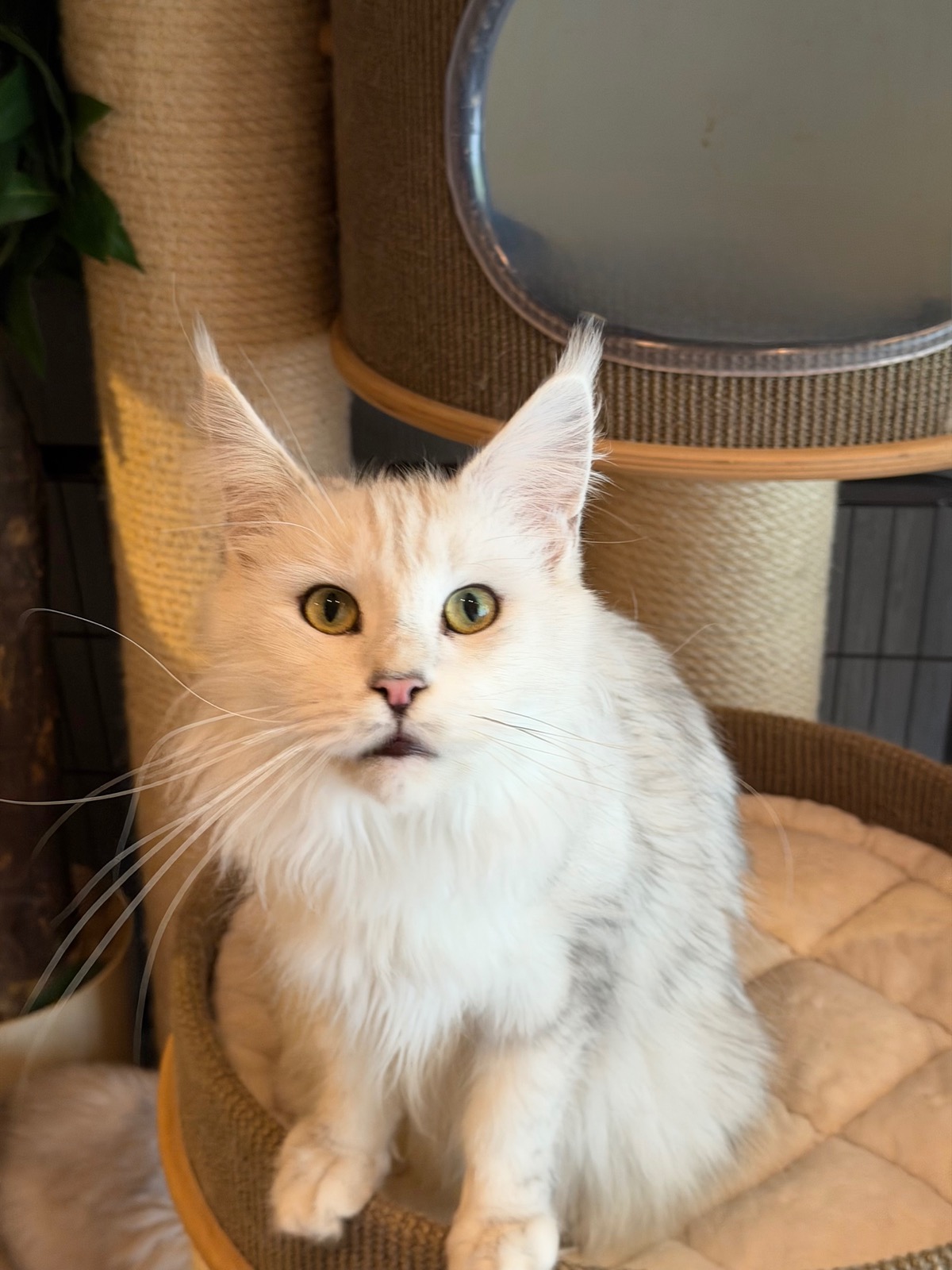 Käthe Of Flaming Moon – Maine Coon, Black Silver shaded – Foto 2