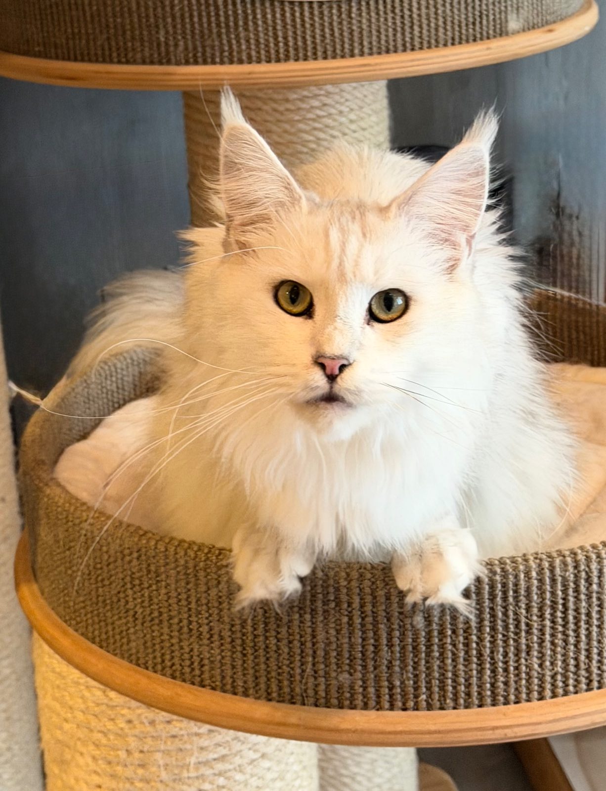 Käthe Of Flaming Moon – Maine Coon, Black Silver shaded – Foto 3