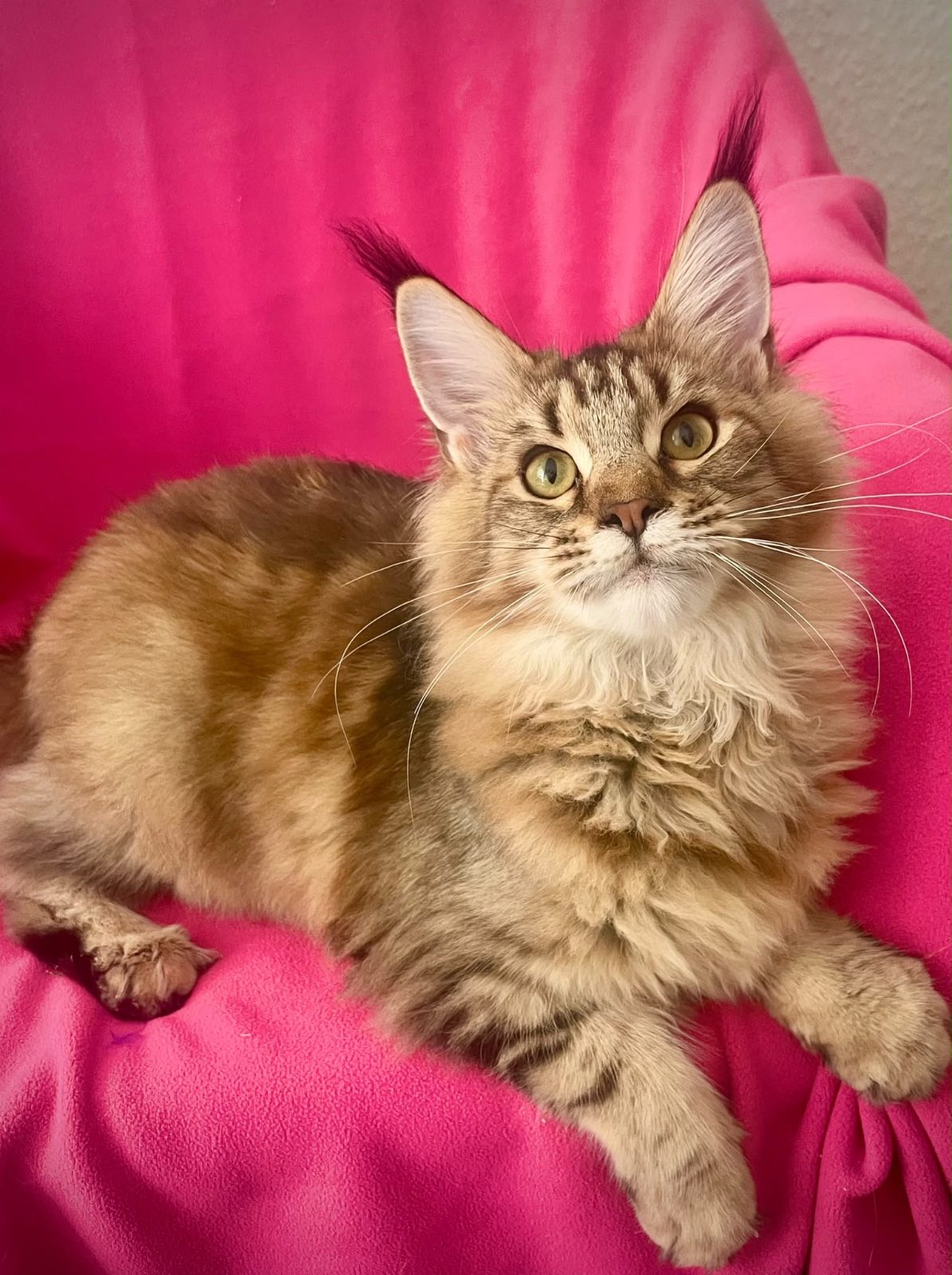 Sexy Golden Amber Dangerston‘s – Maine Coon, Golden Tabby