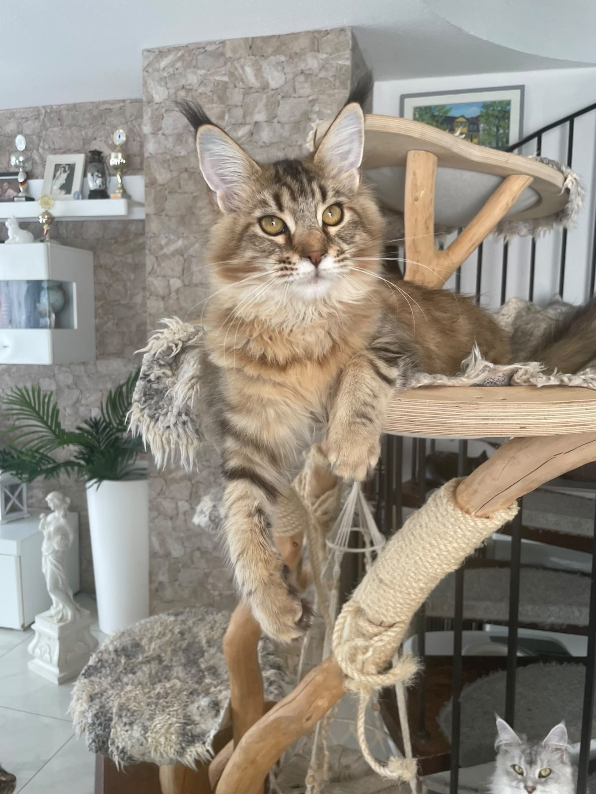 Sexy Golden Amber Dangerston‘s – Maine Coon, Golden Tabby – Foto 2