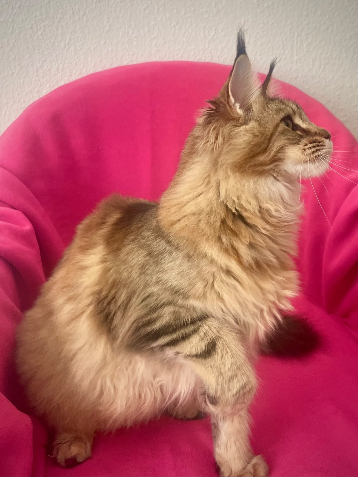 Sexy Golden Amber Dangerston‘s – Maine Coon, Golden Tabby – Foto 3