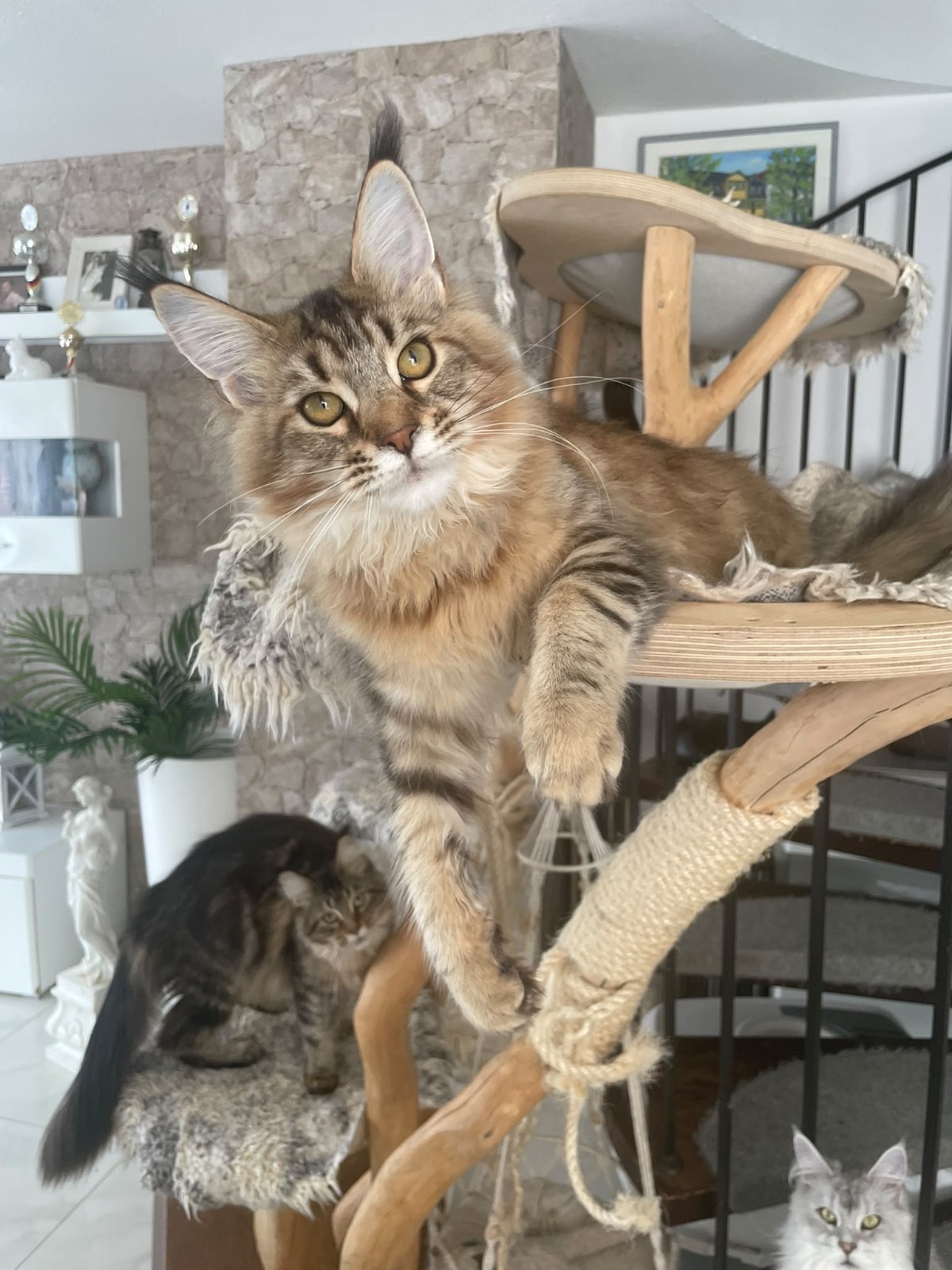 Sexy Golden Amber Dangerston‘s – Maine Coon, Golden Tabby – Foto 4