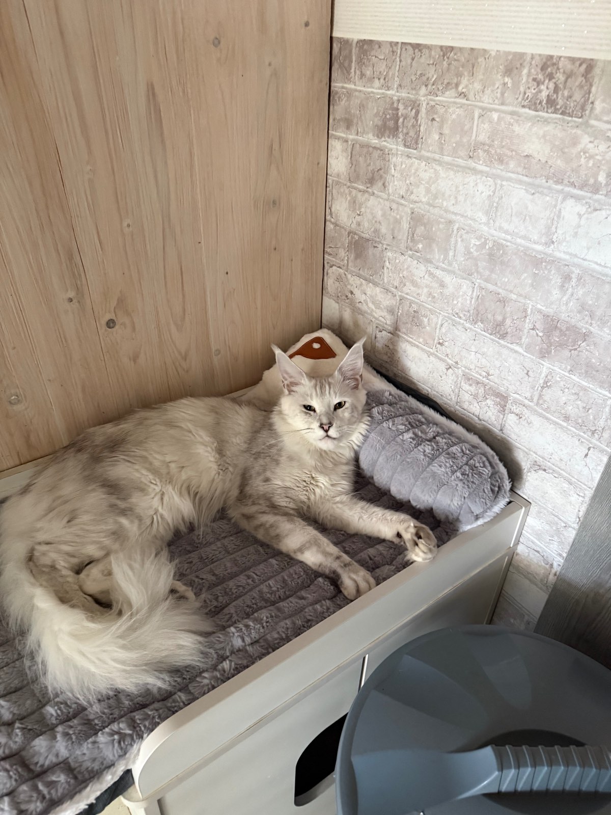 Maximilian Of Flaming Moon – Maine Coon, Black Silver Shaded – Foto 2