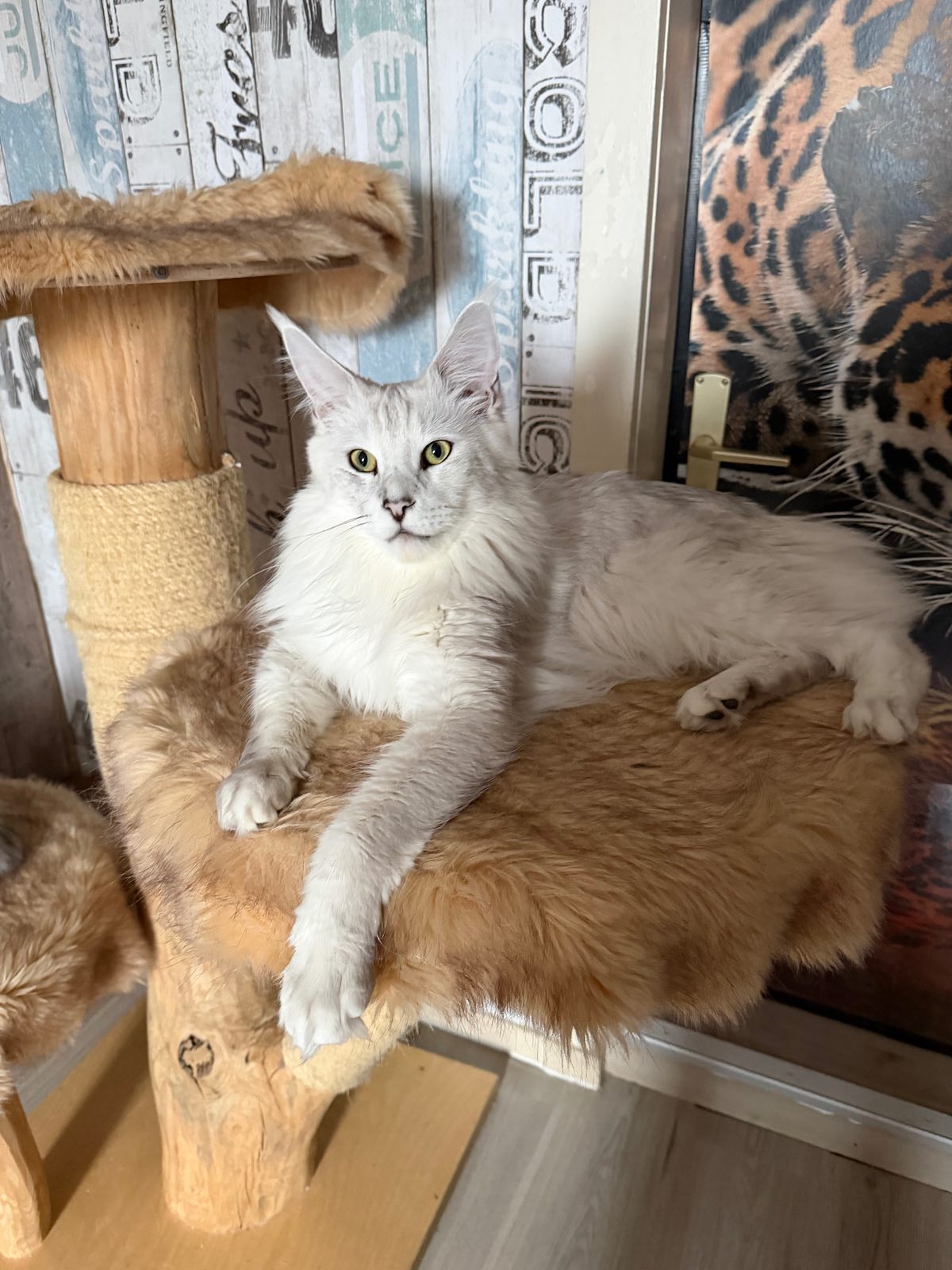 Maximilian Of Flaming Moon – Maine Coon, Black Silver Shaded