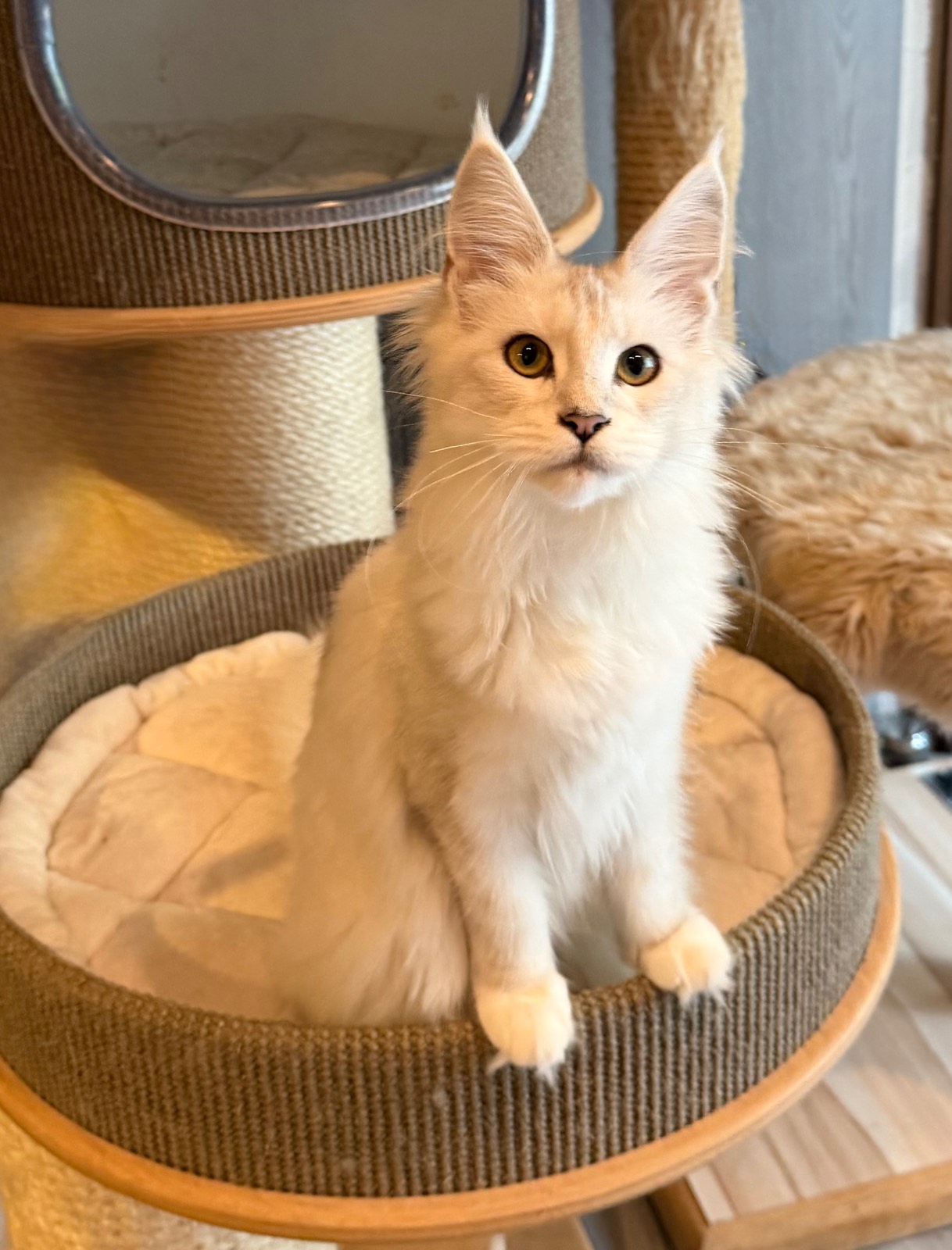 Miss Luna 2 Of Flaming Moon – Maine Coon, Black Silver Shaded white