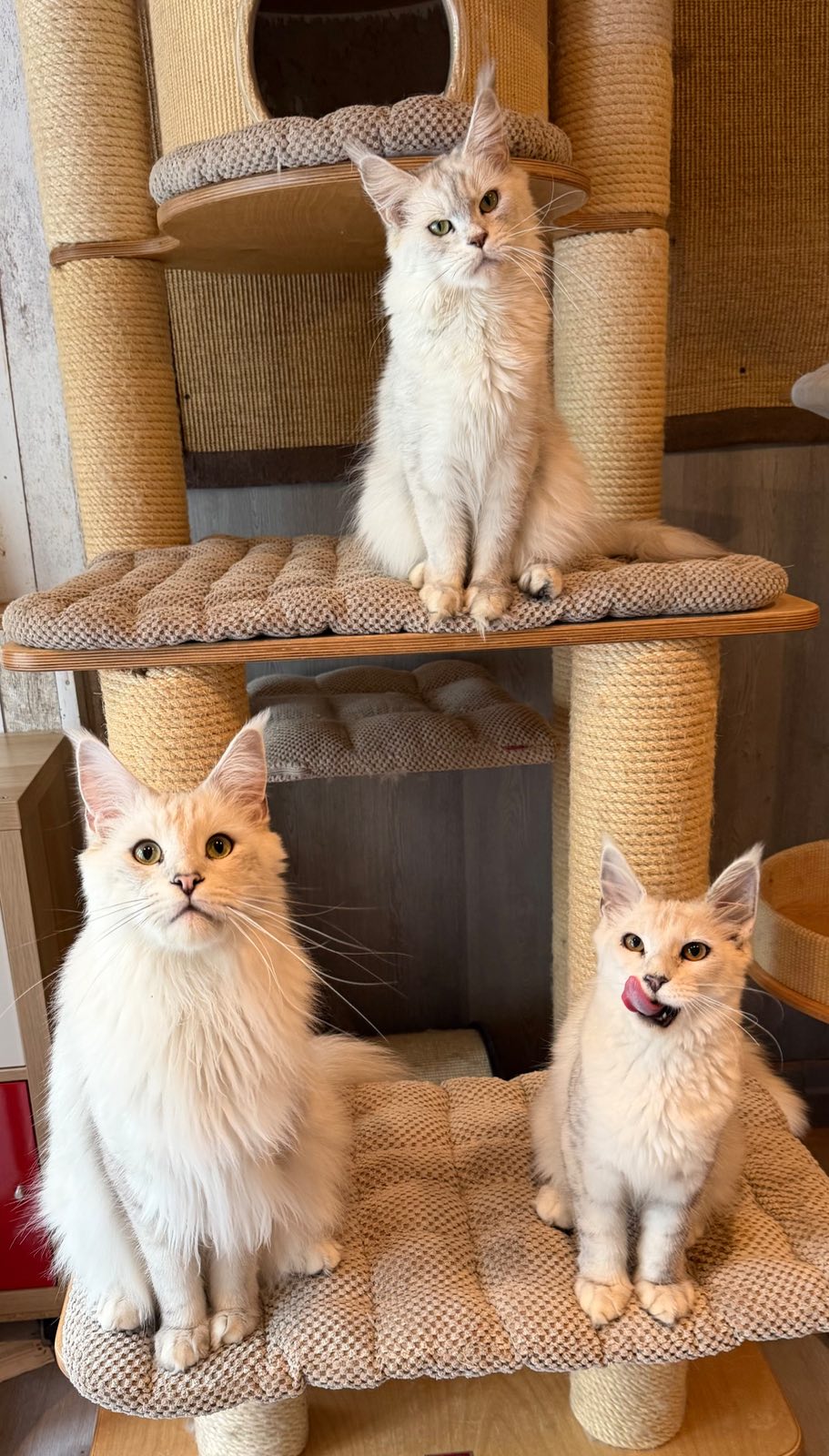 Miss Luna 2 Of Flaming Moon – Maine Coon, Black Silver Shaded white – Foto 2