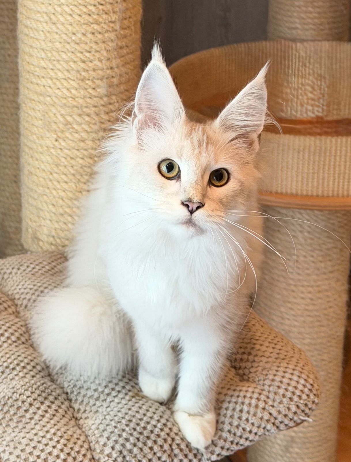 Miss Luna 2 Of Flaming Moon – Maine Coon, Black Silver Shaded white – Foto 3