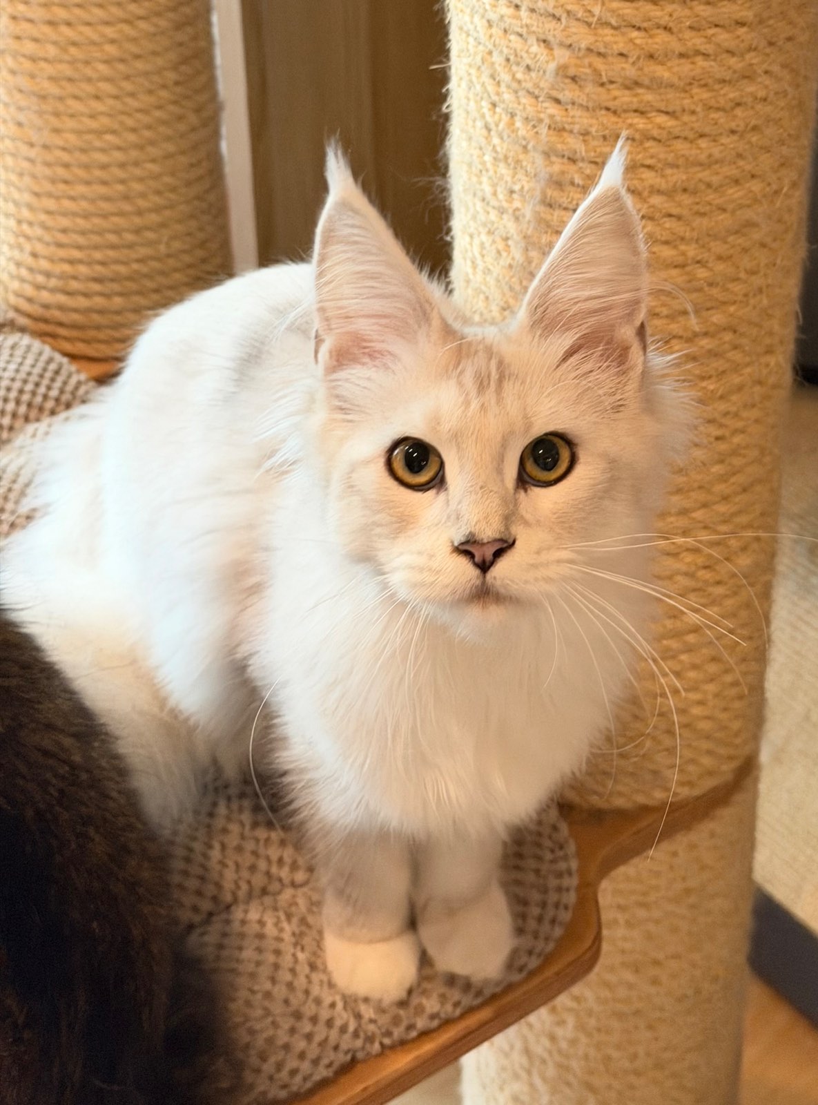 Miss Luna 2 Of Flaming Moon – Maine Coon, Black Silver Shaded white – Foto 4