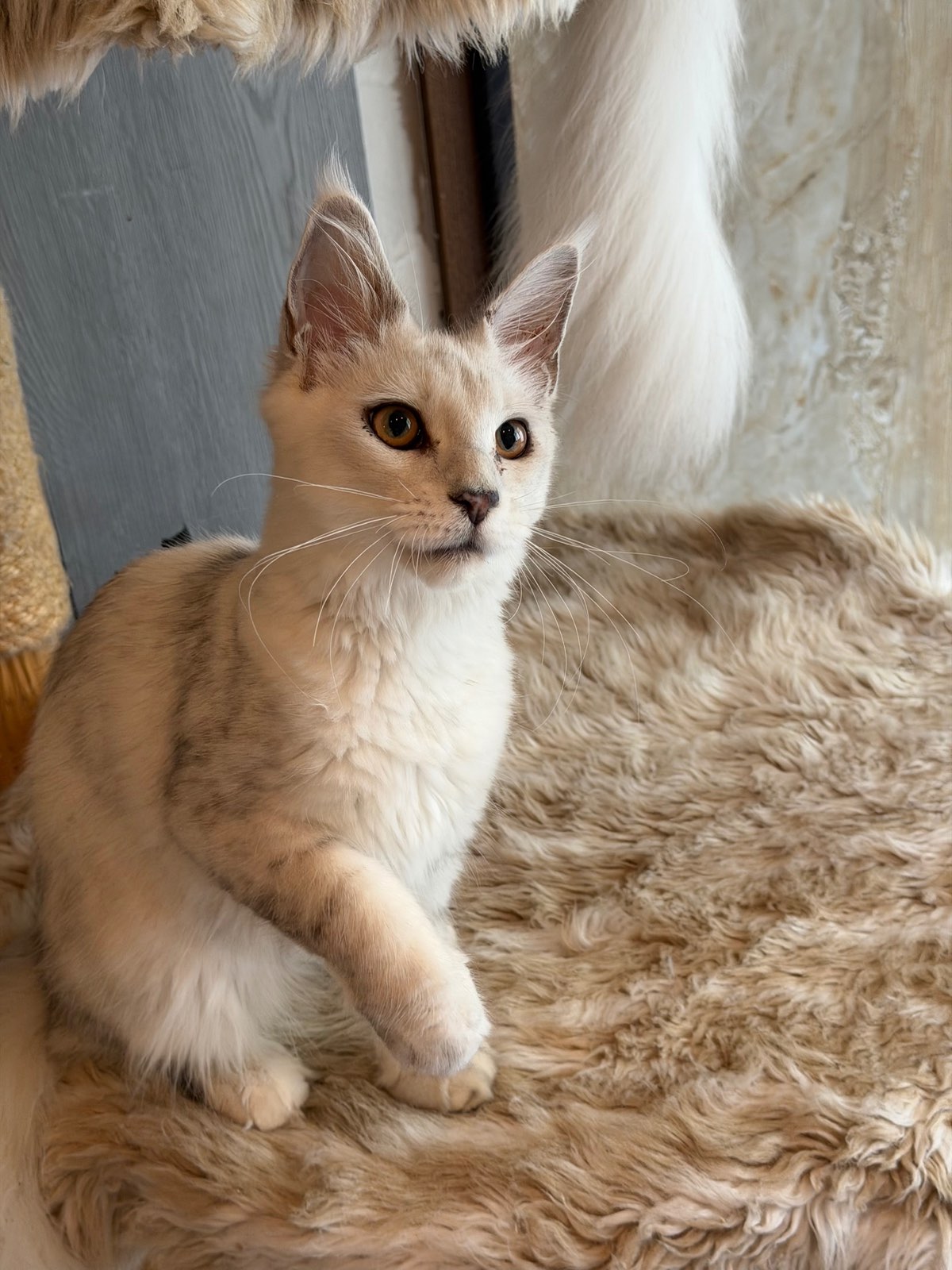 Otto von Bismarck Dangerstone‘s – Maine Coon, Black Silver Shaded