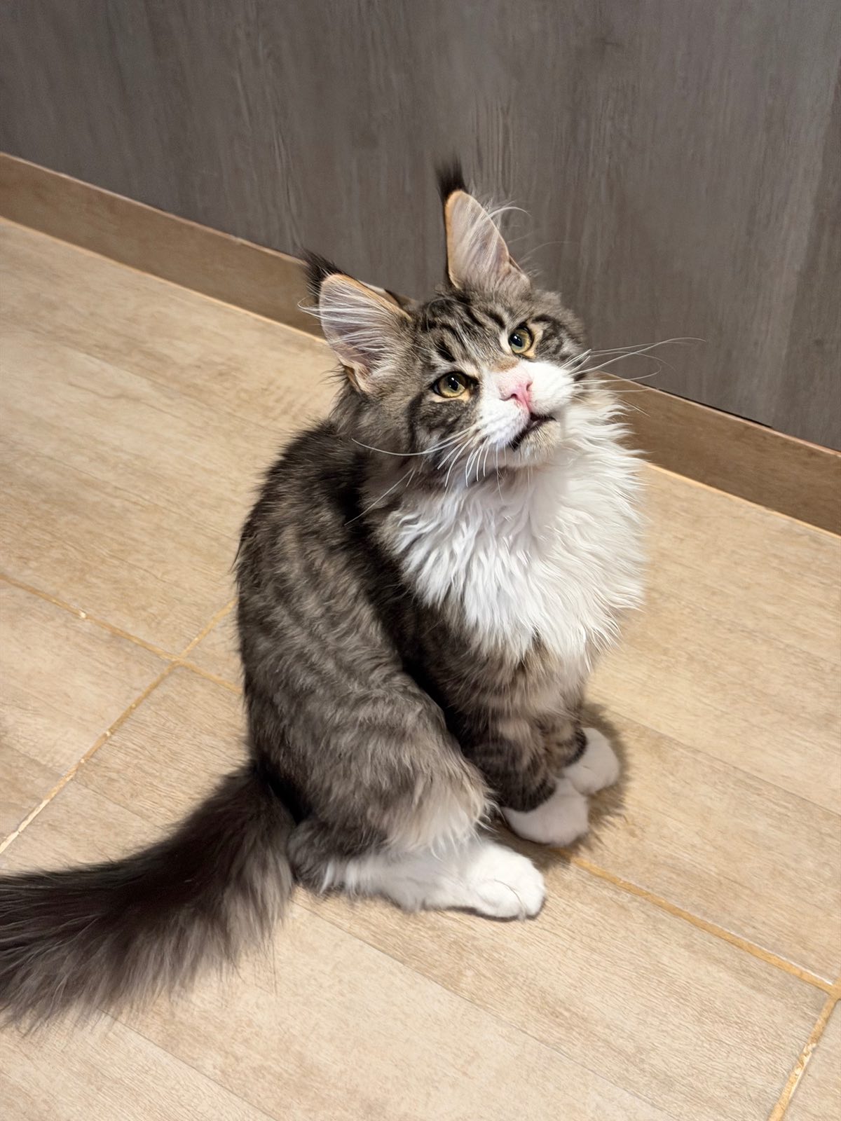 Negan Von der Potterbande – Maine Coon, Black Tabby White – Foto 5