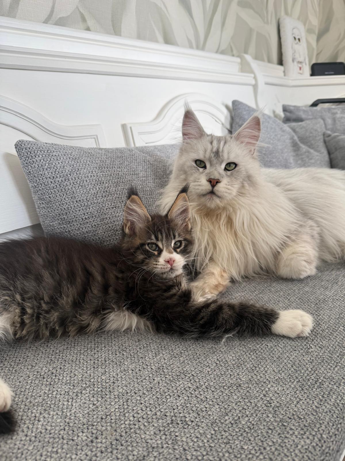 Negan Von der Potterbande – Maine Coon, Black Tabby White – Foto 6