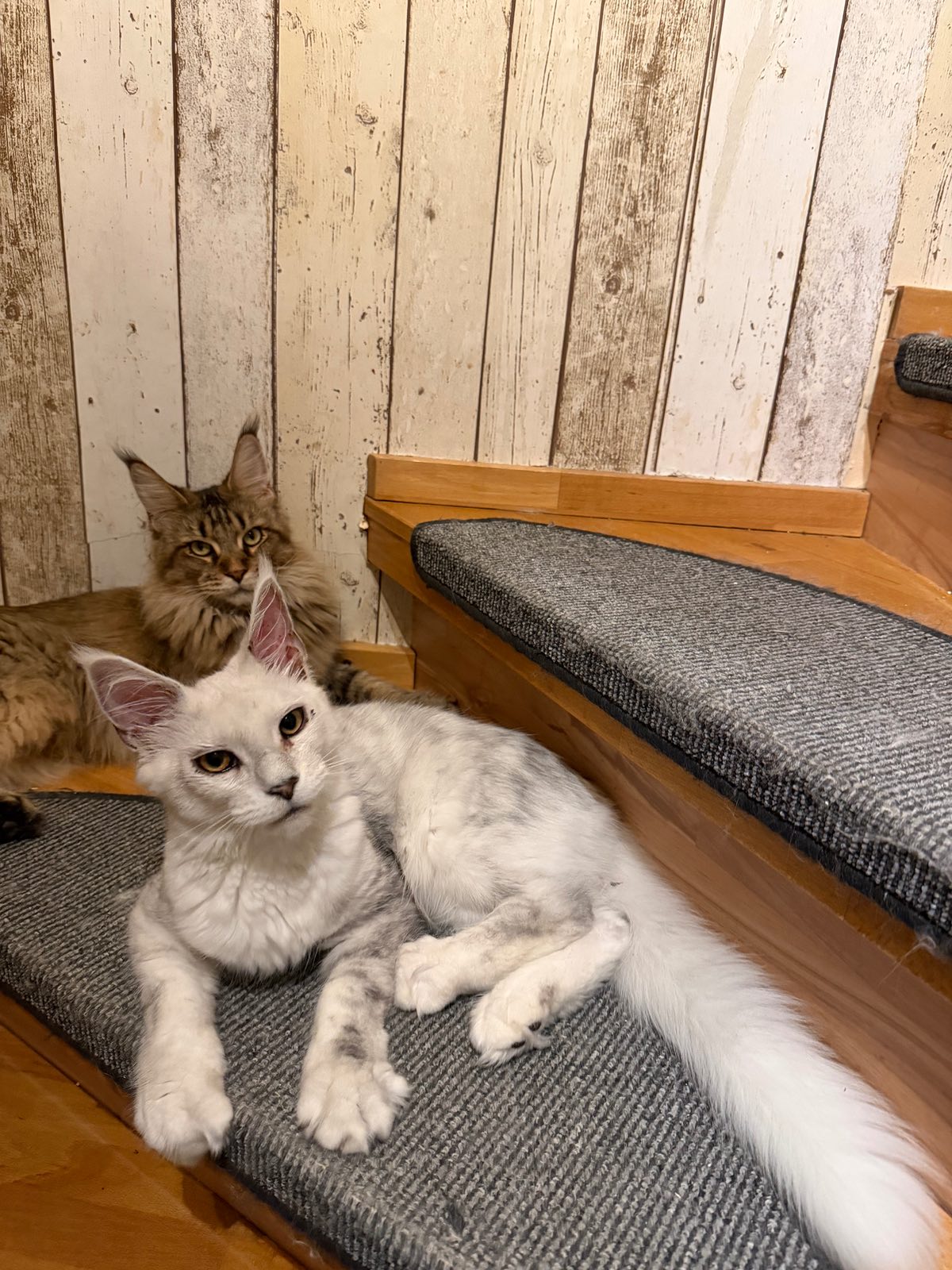 Otto von Bismarck Dangerstone‘s – Maine Coon, Black Silver Shaded – Foto 3