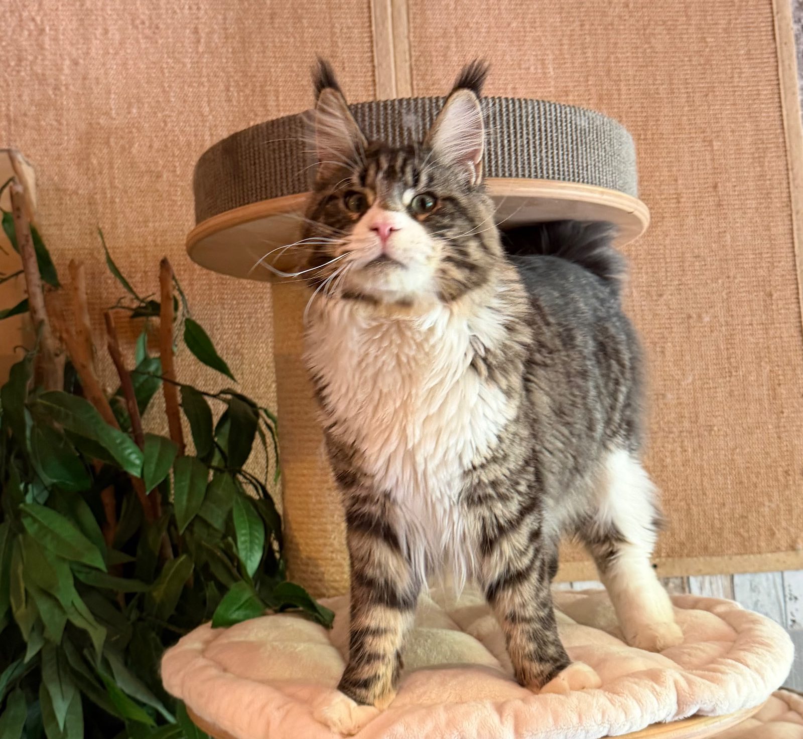 Negan Von der Potterbande – Maine Coon, Black Tabby White