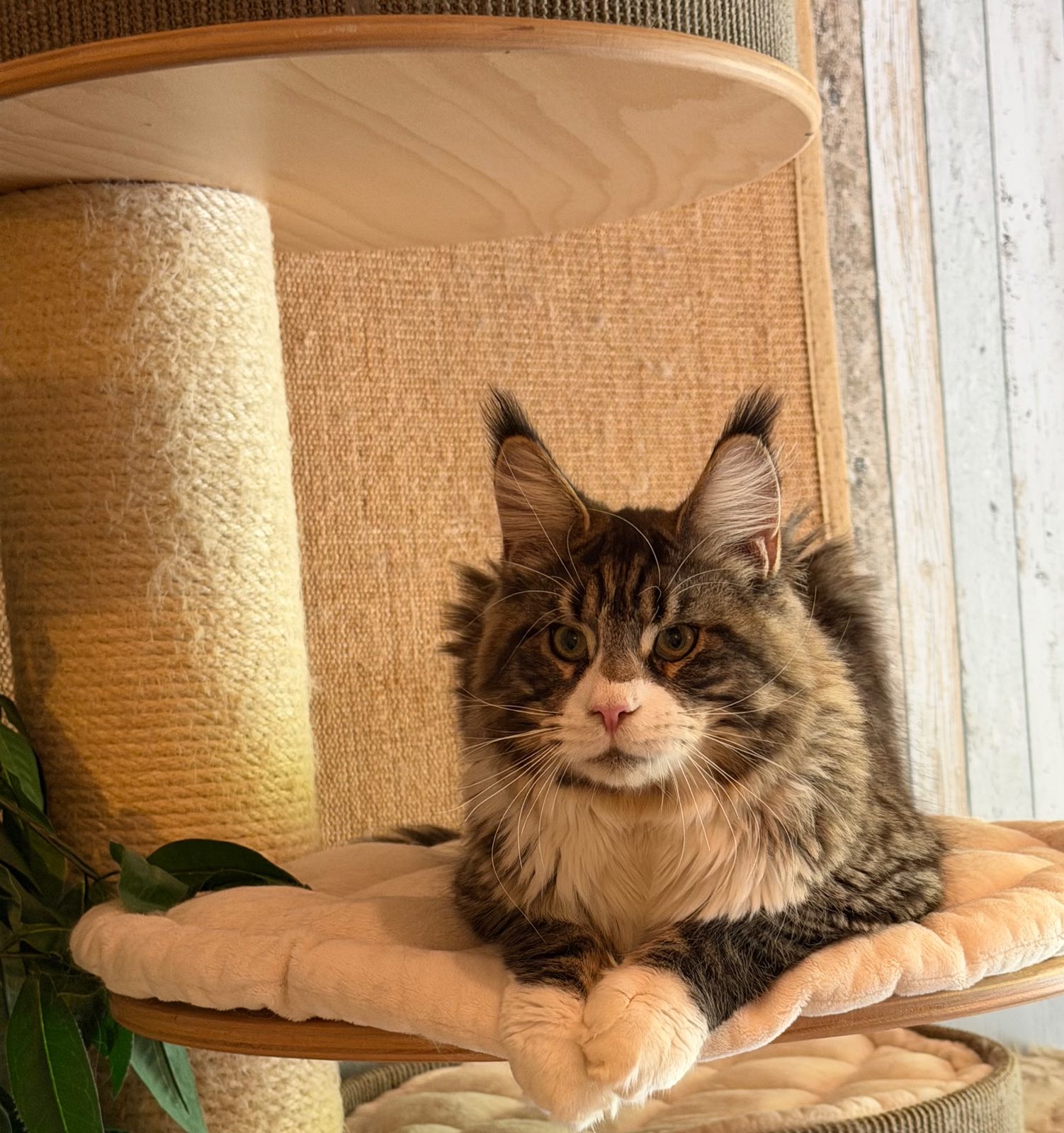 Negan Von der Potterbande – Maine Coon, Black Tabby White – Foto 2