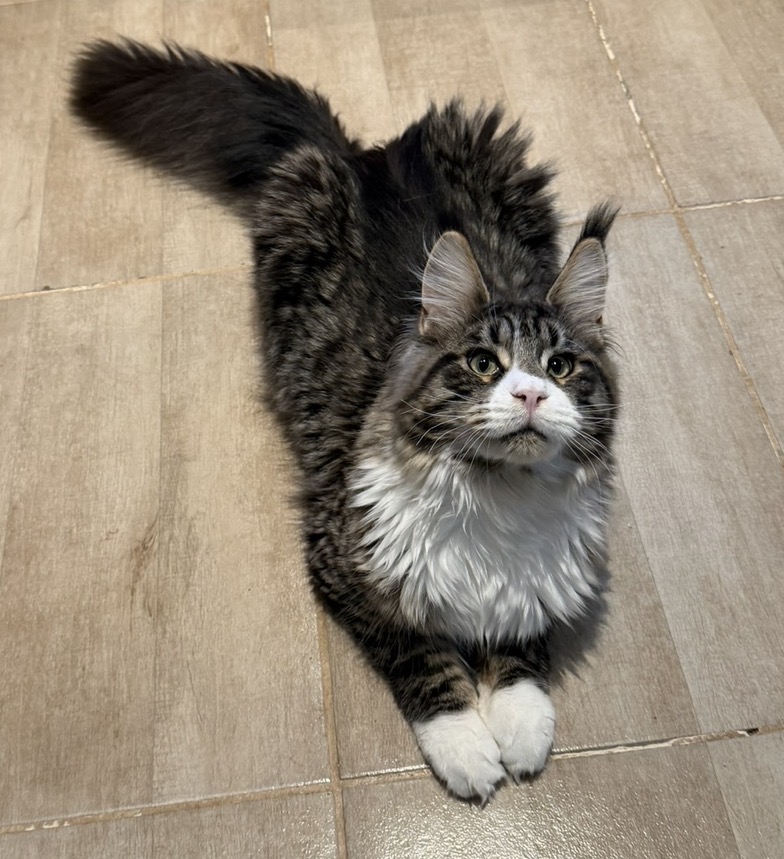 Negan Von der Potterbande – Maine Coon, Black Tabby White – Foto 3