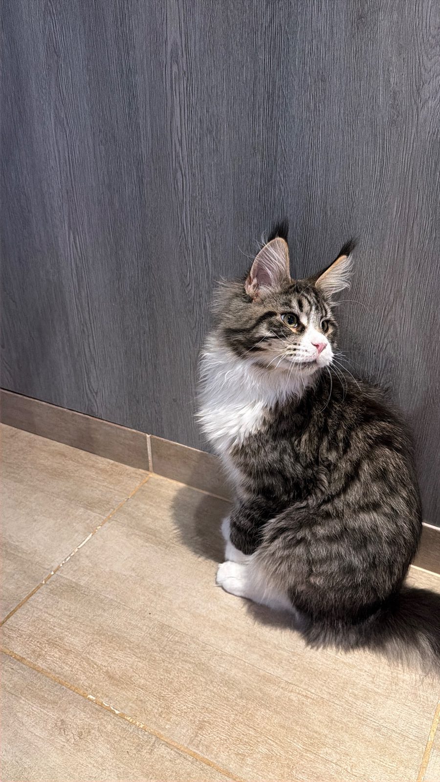 Negan Von der Potterbande – Maine Coon, Black Tabby White – Foto 4